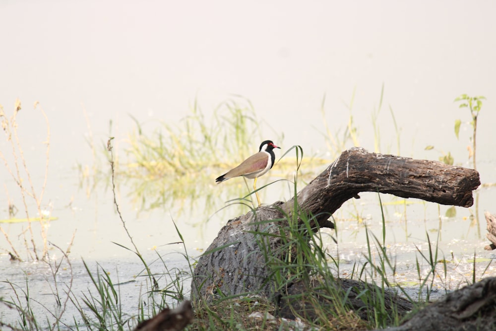 brown and white bird on brown tree branch