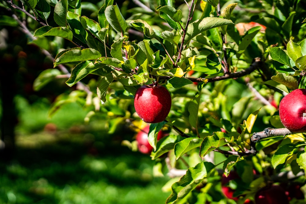 red fruit on green tree during daytime