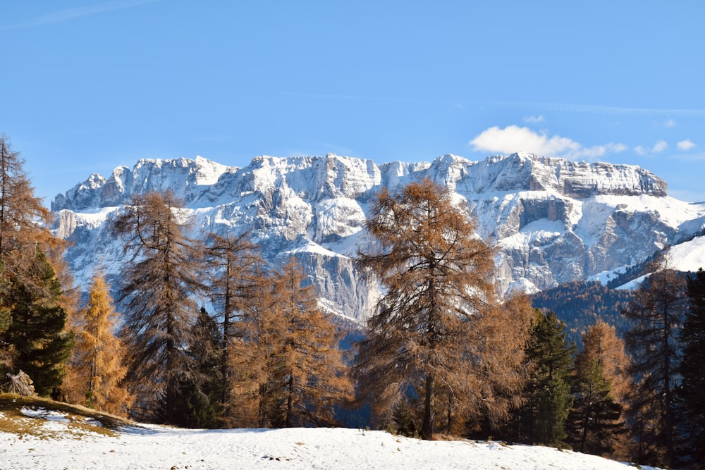 brown trees on snow covered ground during daytime