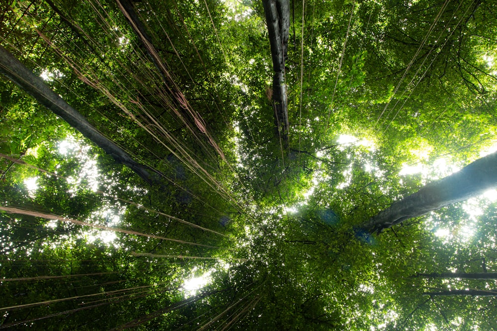 low angle photography of green trees during daytime