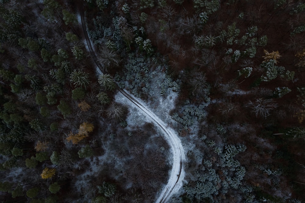 aerial view of road in the middle of trees