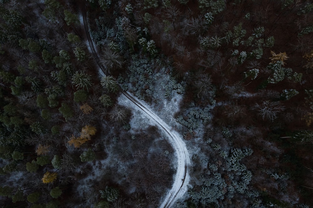 Veduta aerea della strada in mezzo agli alberi