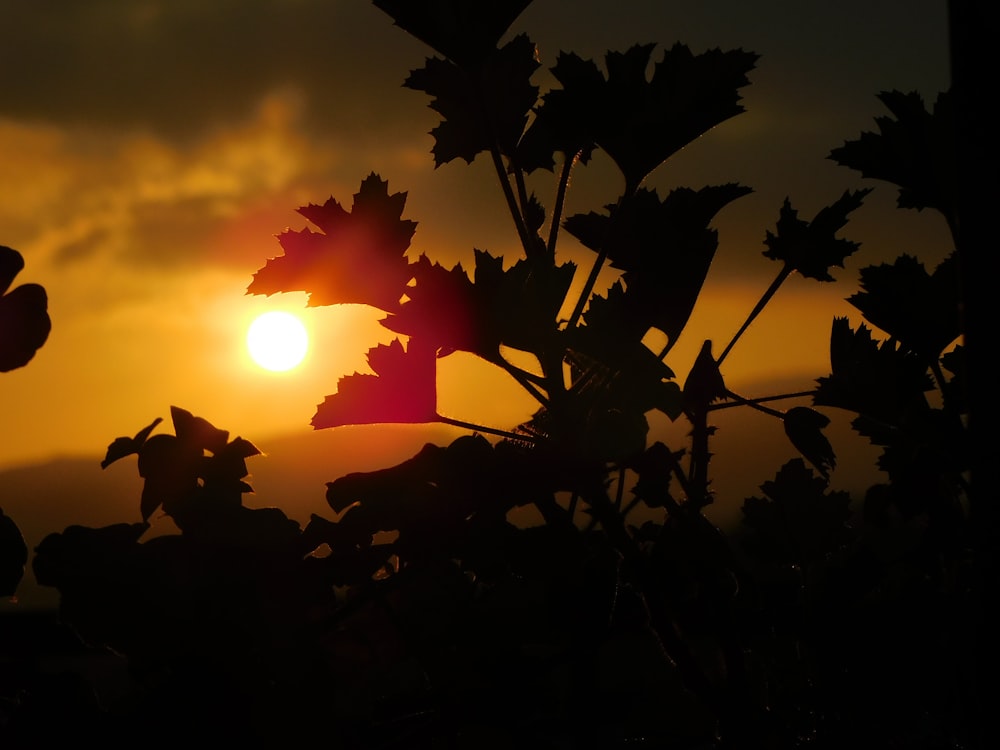 the sun is setting behind the leaves of a tree