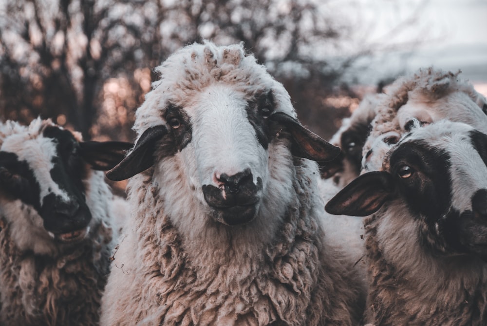 moutons blancs sur un sol enneigé pendant la journée