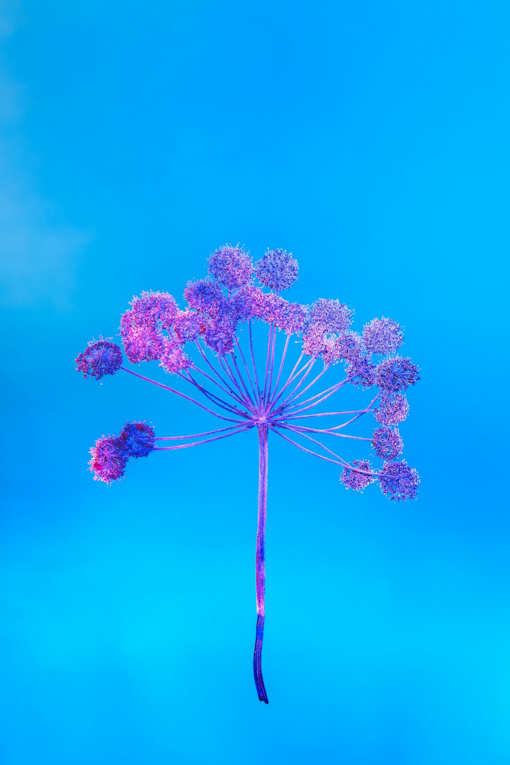 fleur violette et blanche sous ciel bleu