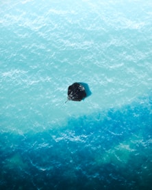 black and blue inflatable ring on blue water