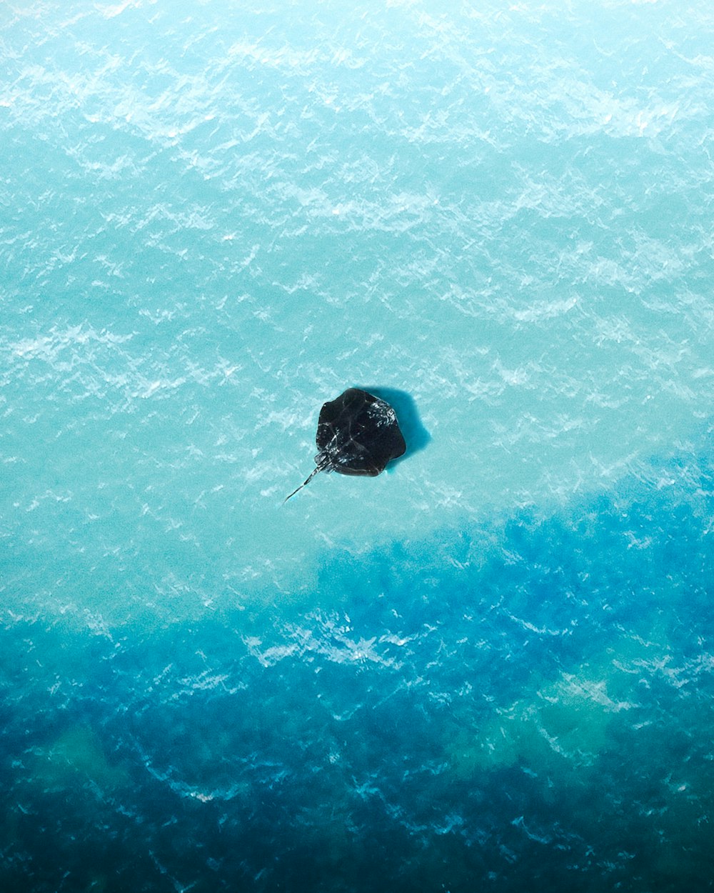 schwarzer und blauer aufblasbarer Ring auf blauem Wasser