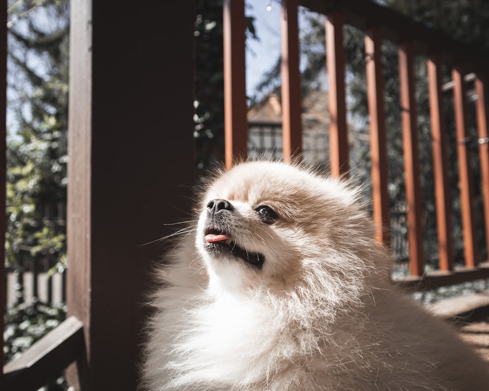 Mezcla de Pomerania blanca y marrón