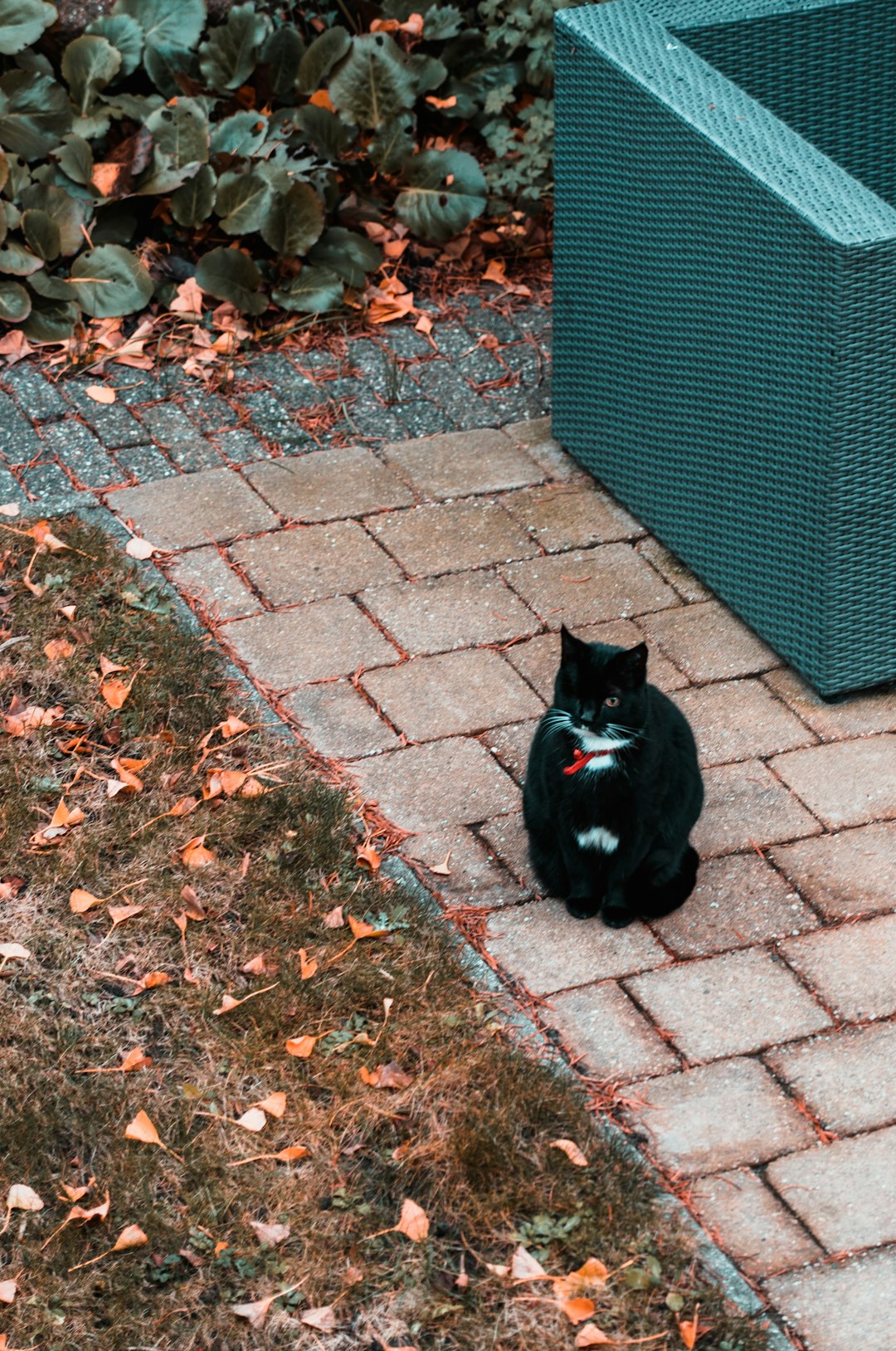 tuxedo cat on brown brick floor