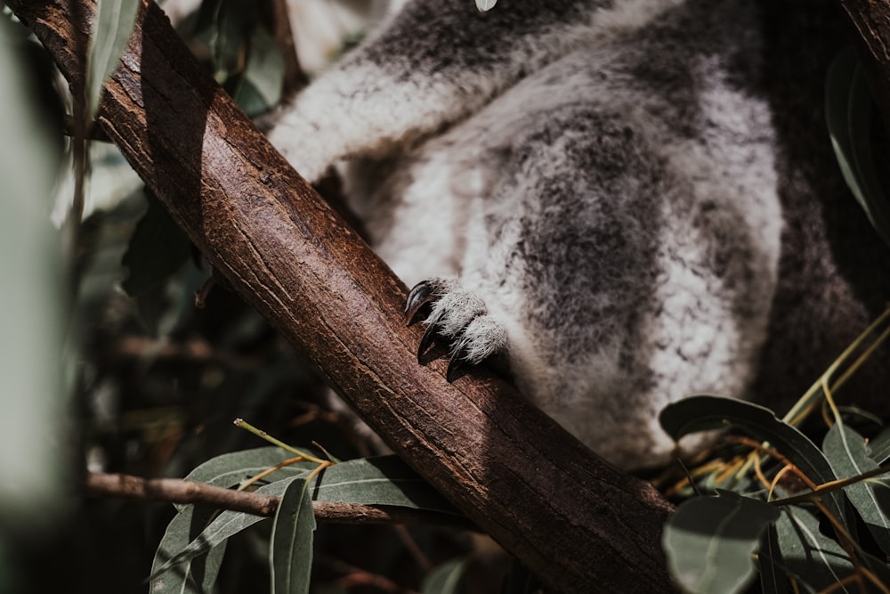 koala bear on brown tree branch during daytime