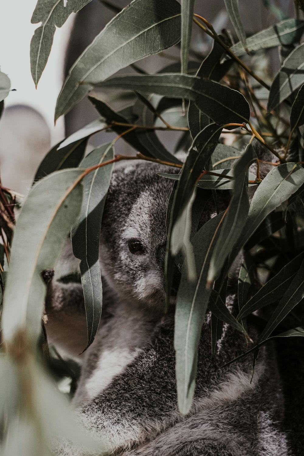 koala on tree during daytime