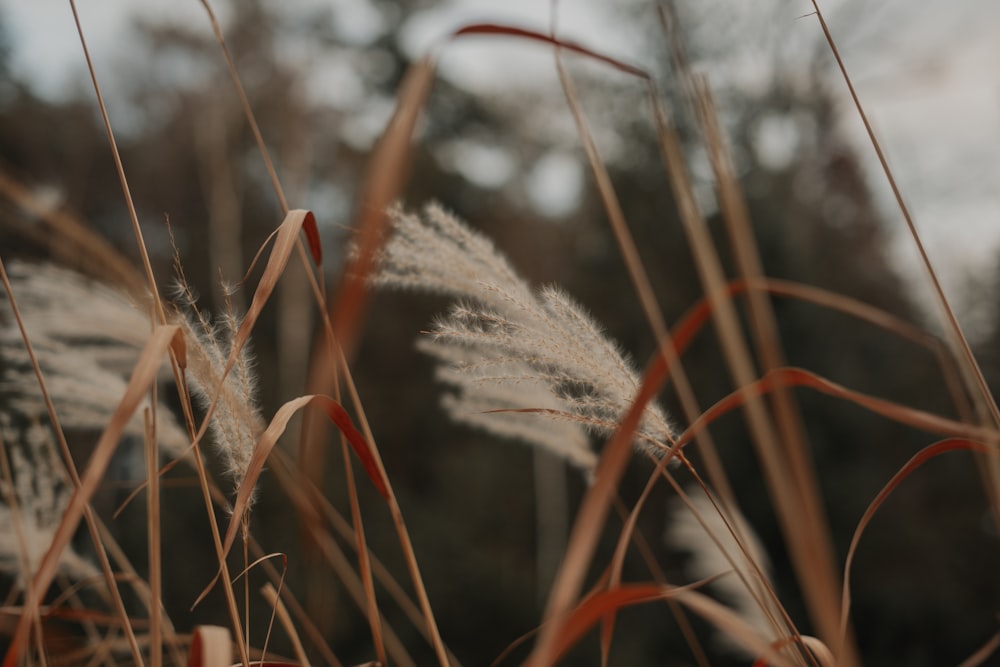 white and brown wheat plant