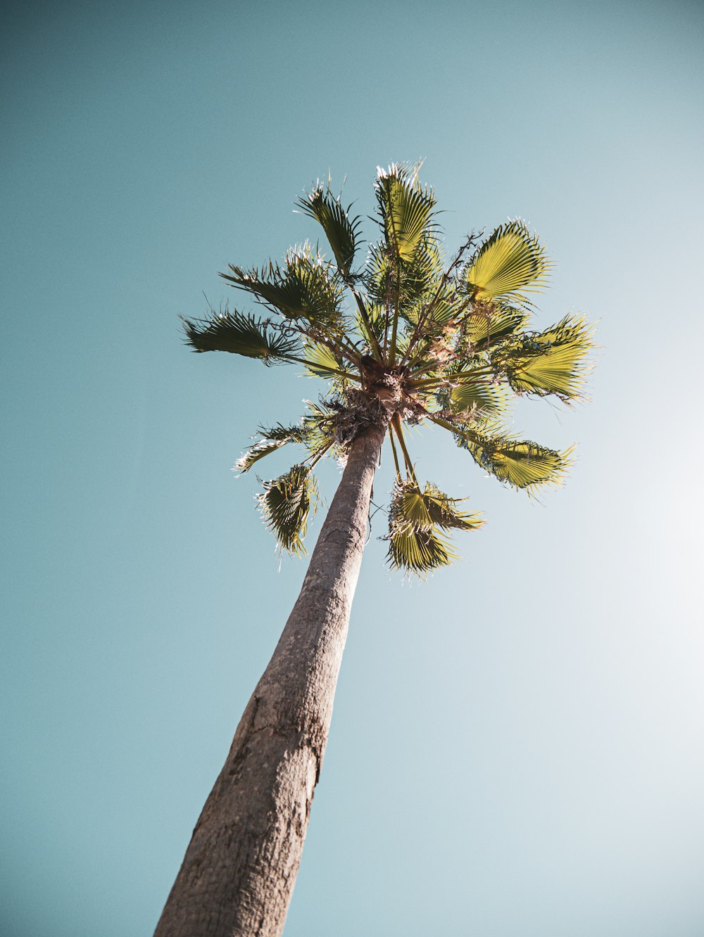 green palm tree under blue sky during daytime