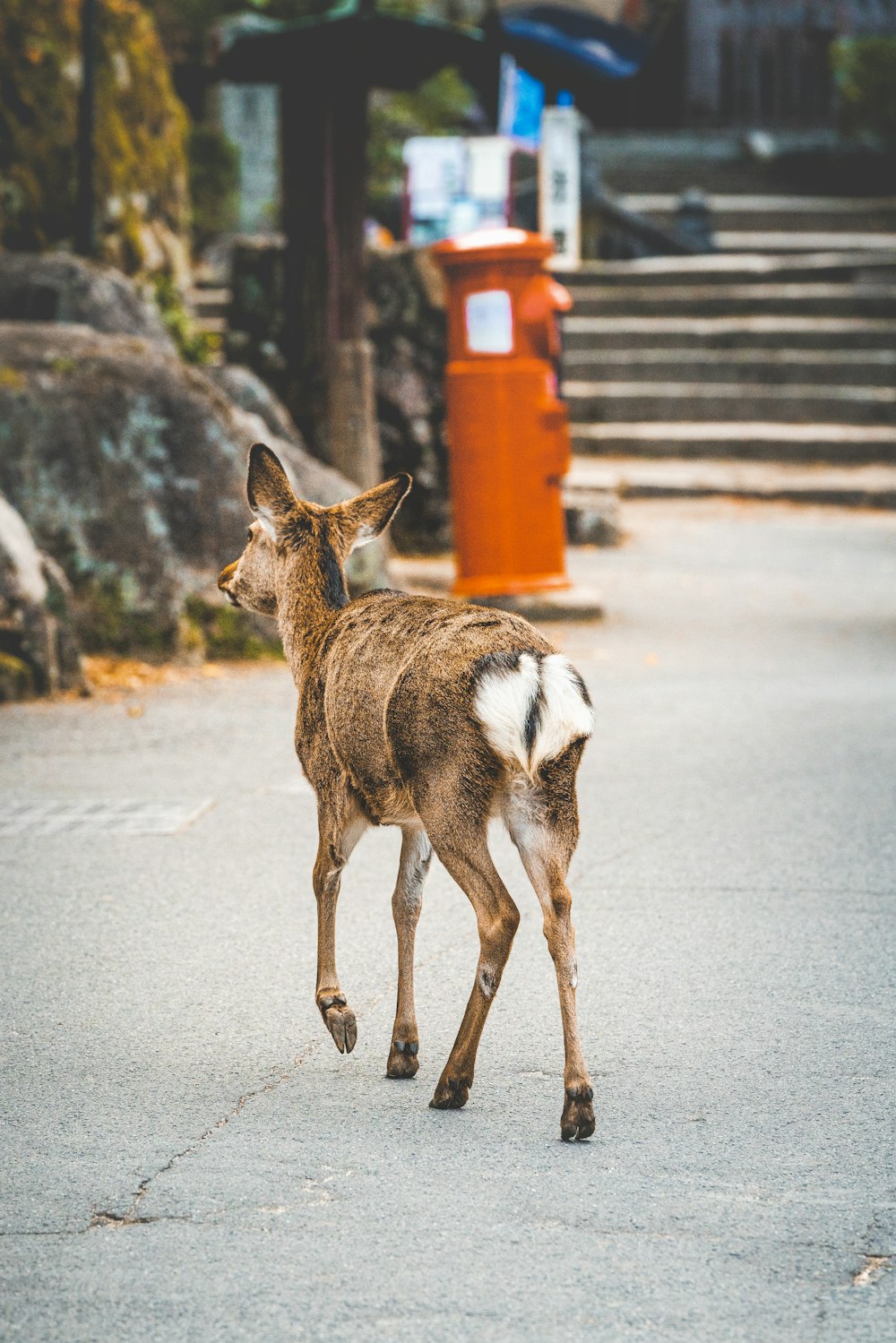 brown and white deer on road during daytime