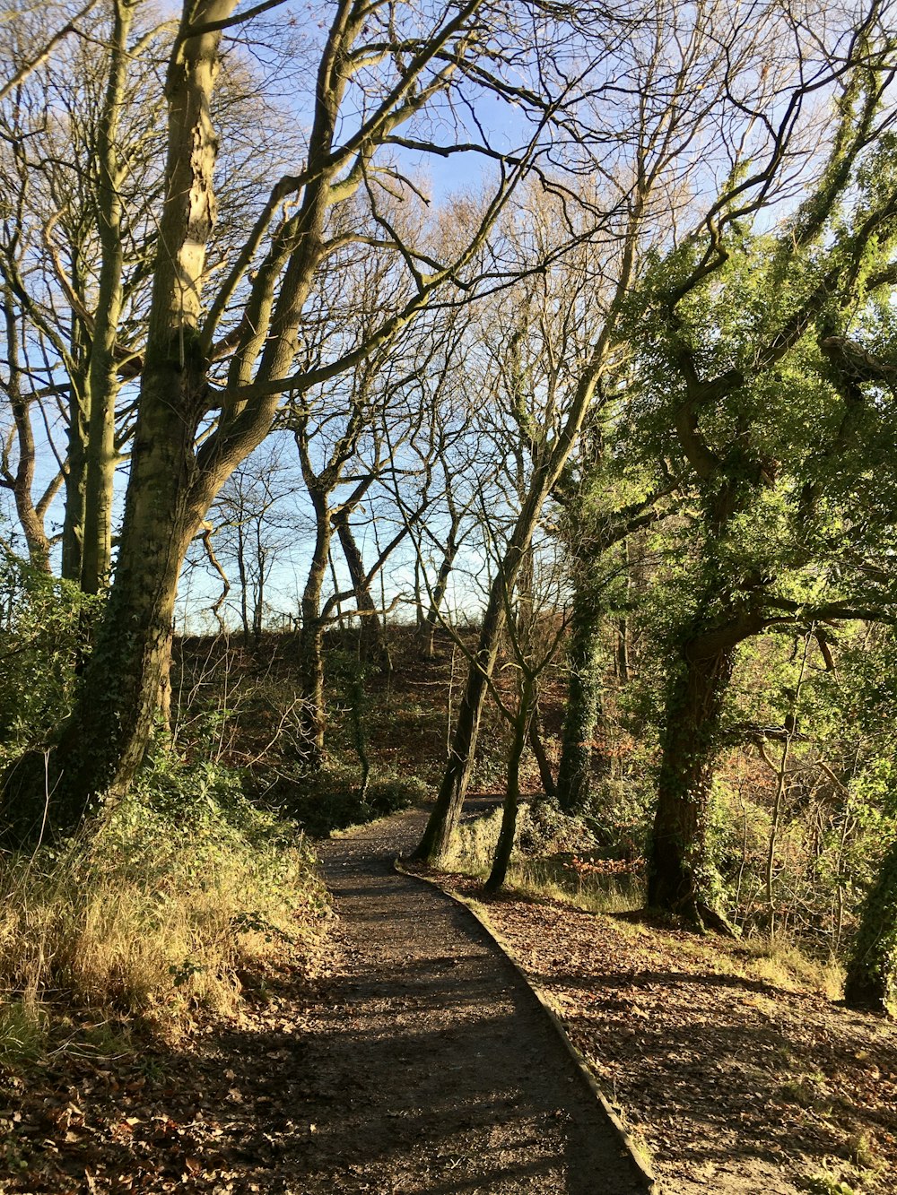 sentier brun entre les arbres verts pendant la journée