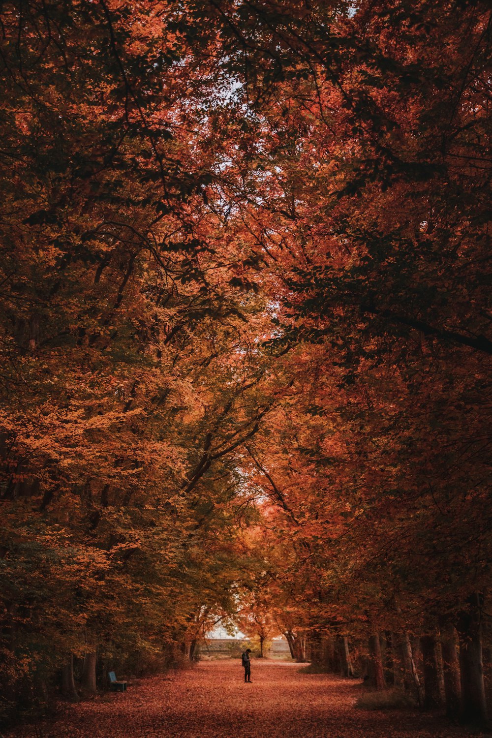 brown and green trees during daytime