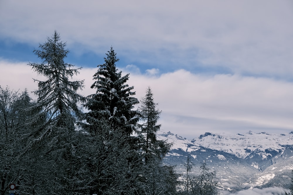 green pine trees on snow covered ground under gray cloudy sky