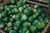 green leaves on brown woven basket