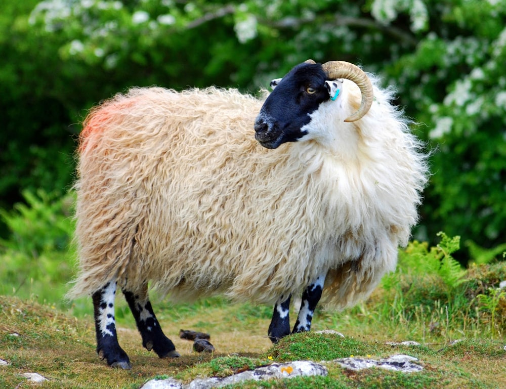 white sheep on green grass during daytime