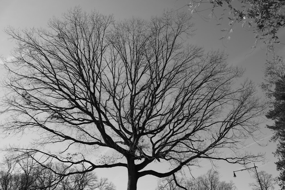 arbre sans feuilles sous le ciel gris