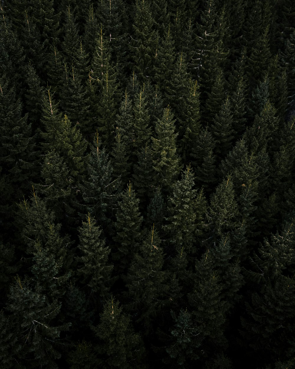 green pine trees during daytime