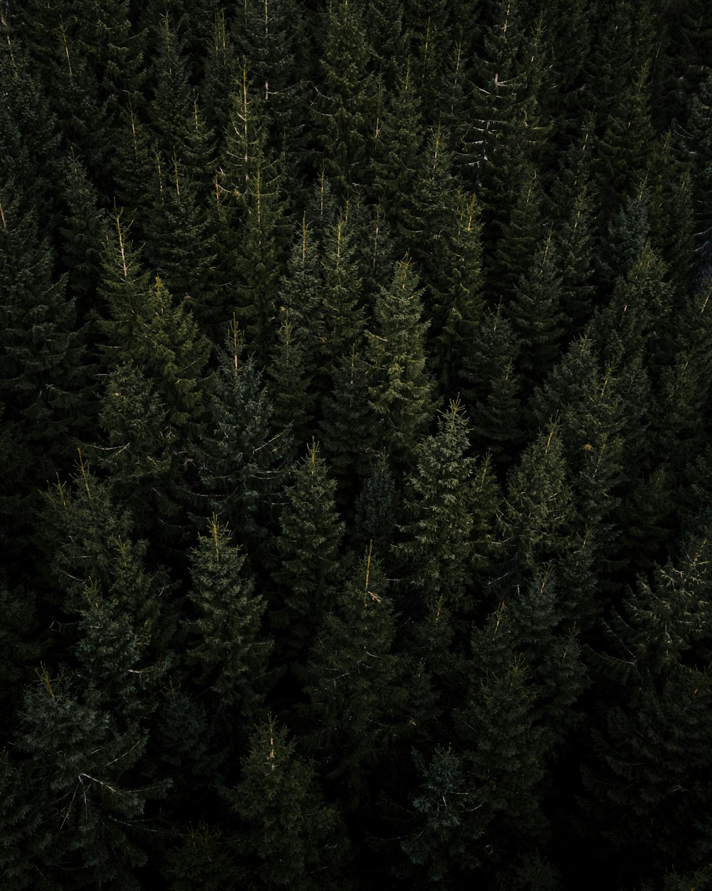 Green pine trees during daytime photo – Free Nature Image on Unsplash