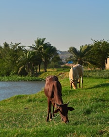 three horses on green grass field near body of water during daytime