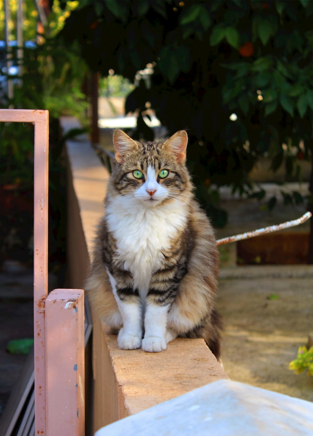 Braune Tabby-Katze auf braunem Holzstuhl