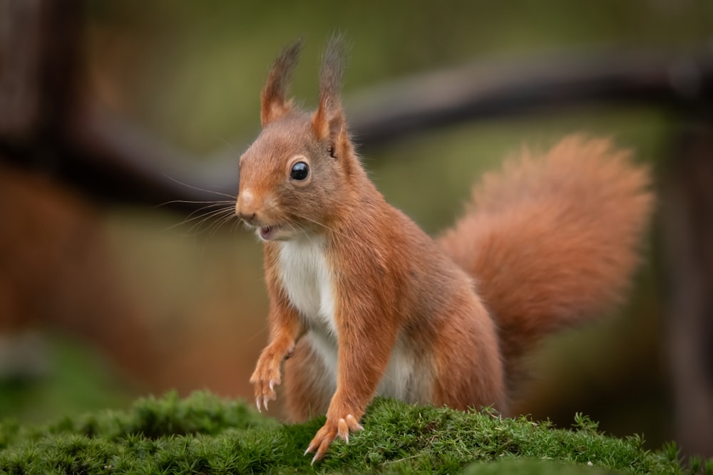 brown squirrel on green moss