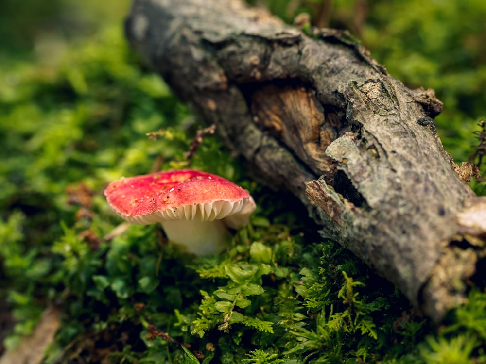 fungo rosso e bianco su tronco d'albero marrone