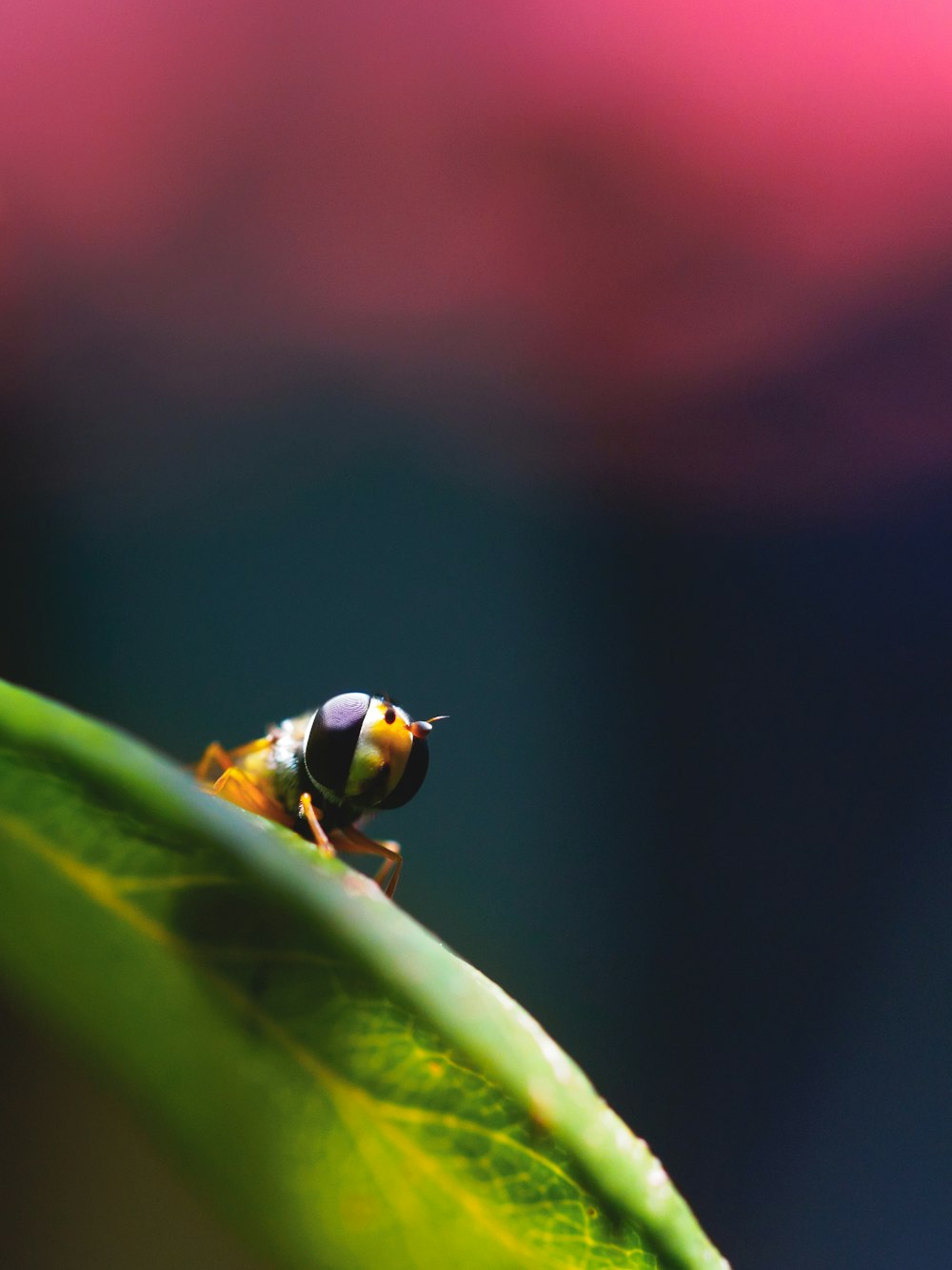 abeille jaune et noire sur feuille verte