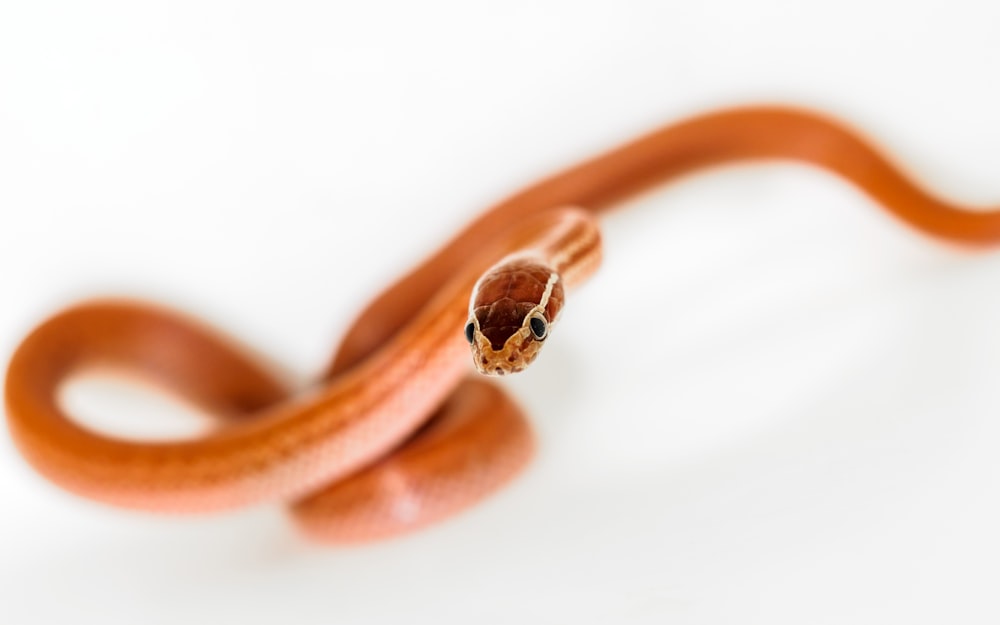 brown snake on white surface