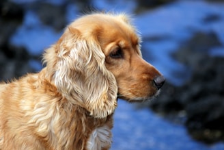 brown long coated small dog