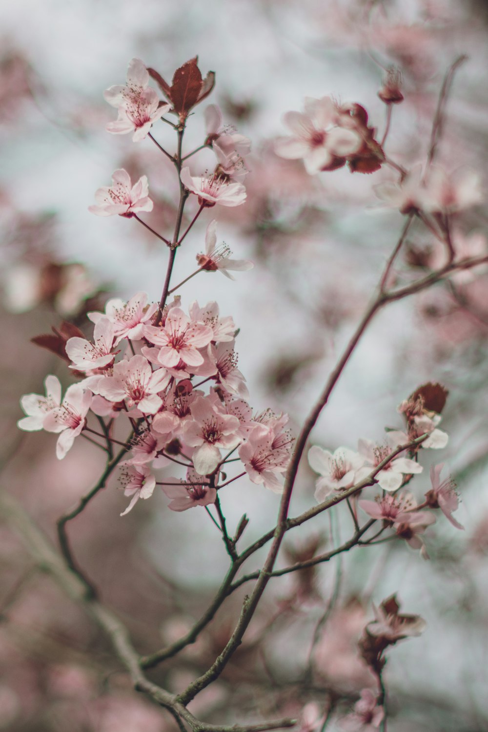 pink cherry blossom in close up photography