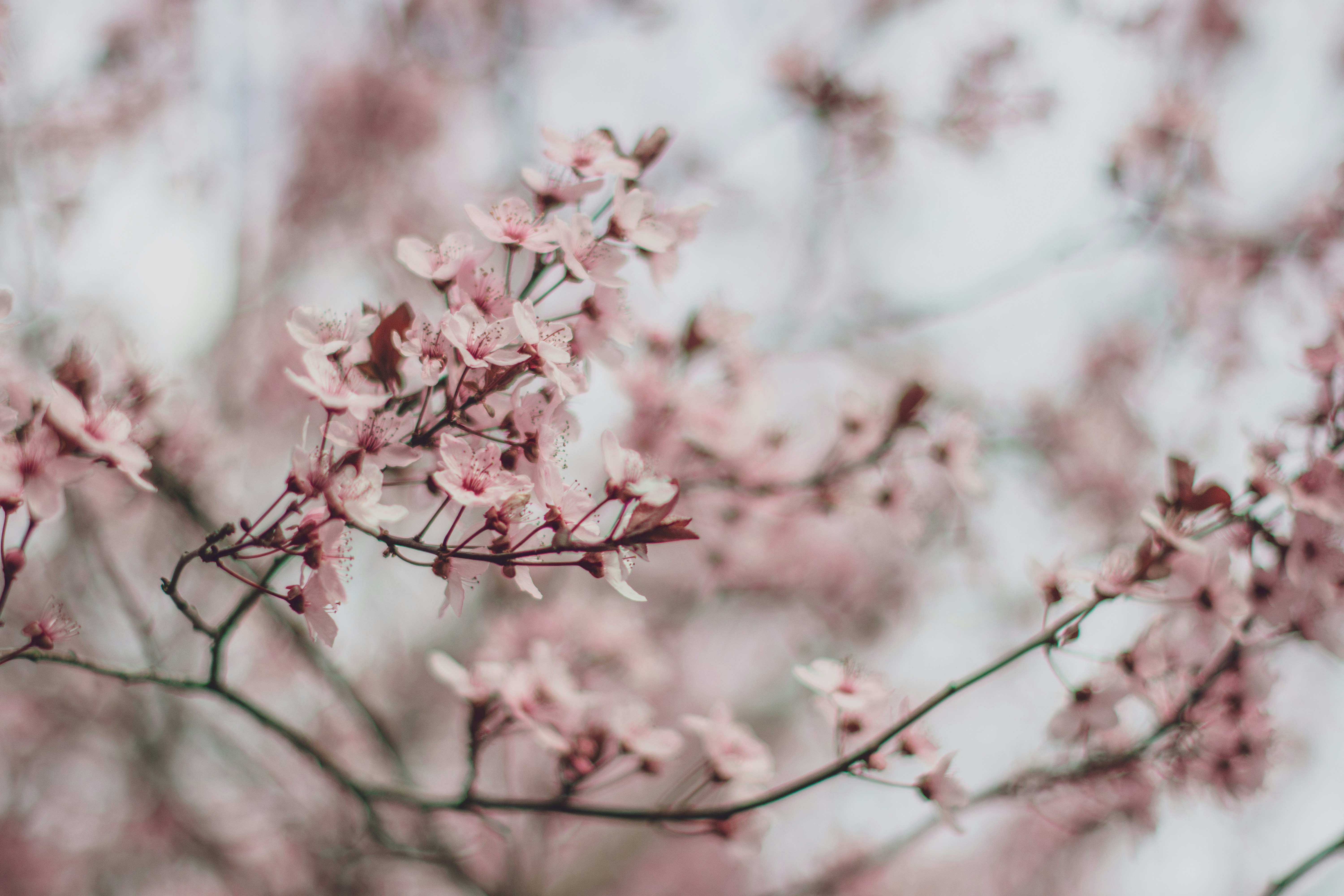pink cherry blossom in close up photography