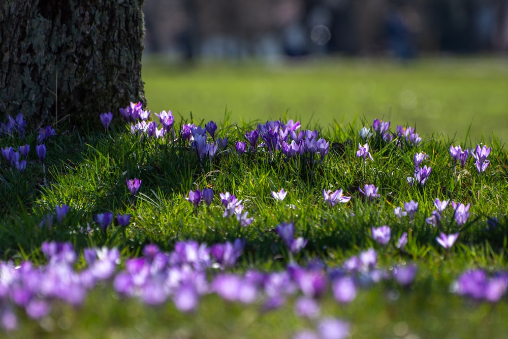 purple flowers beside tree trunk