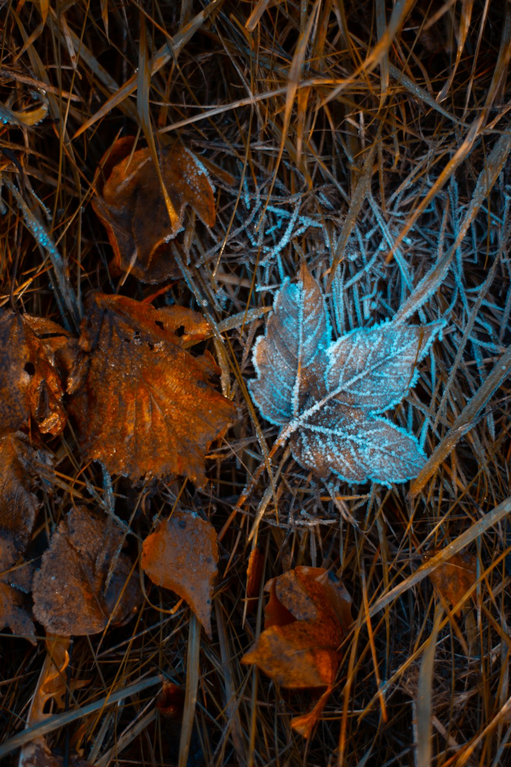 brown dried leaf on brown dried leaves