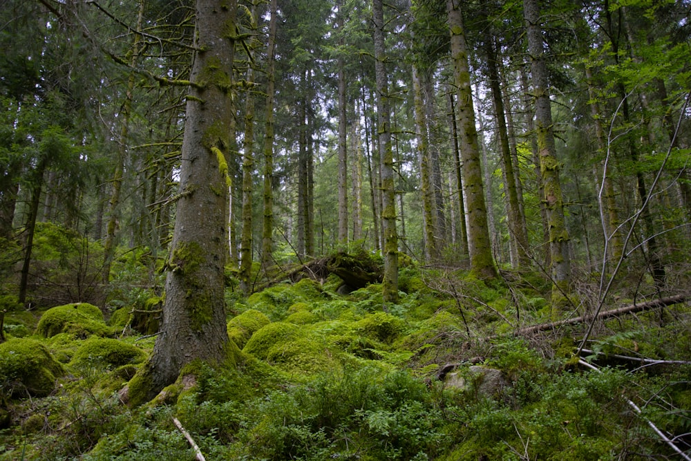 musgo verde no tronco marrom da árvore