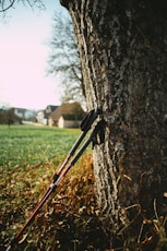 black and red walking stick leaning on brown tree trunk