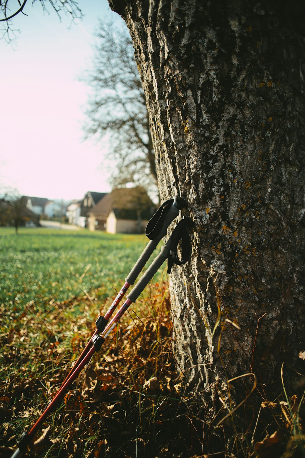 bâton de marche noir et rouge appuyé sur un tronc d’arbre brun