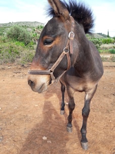 A donkey standing on a dirt ground with a halter around its head. The animal has a dark brown coat and a mane that stands upright. In the background, there is a lush green landscape with bushes and a few trees, and a hilly terrain under a lightly cloudy sky.