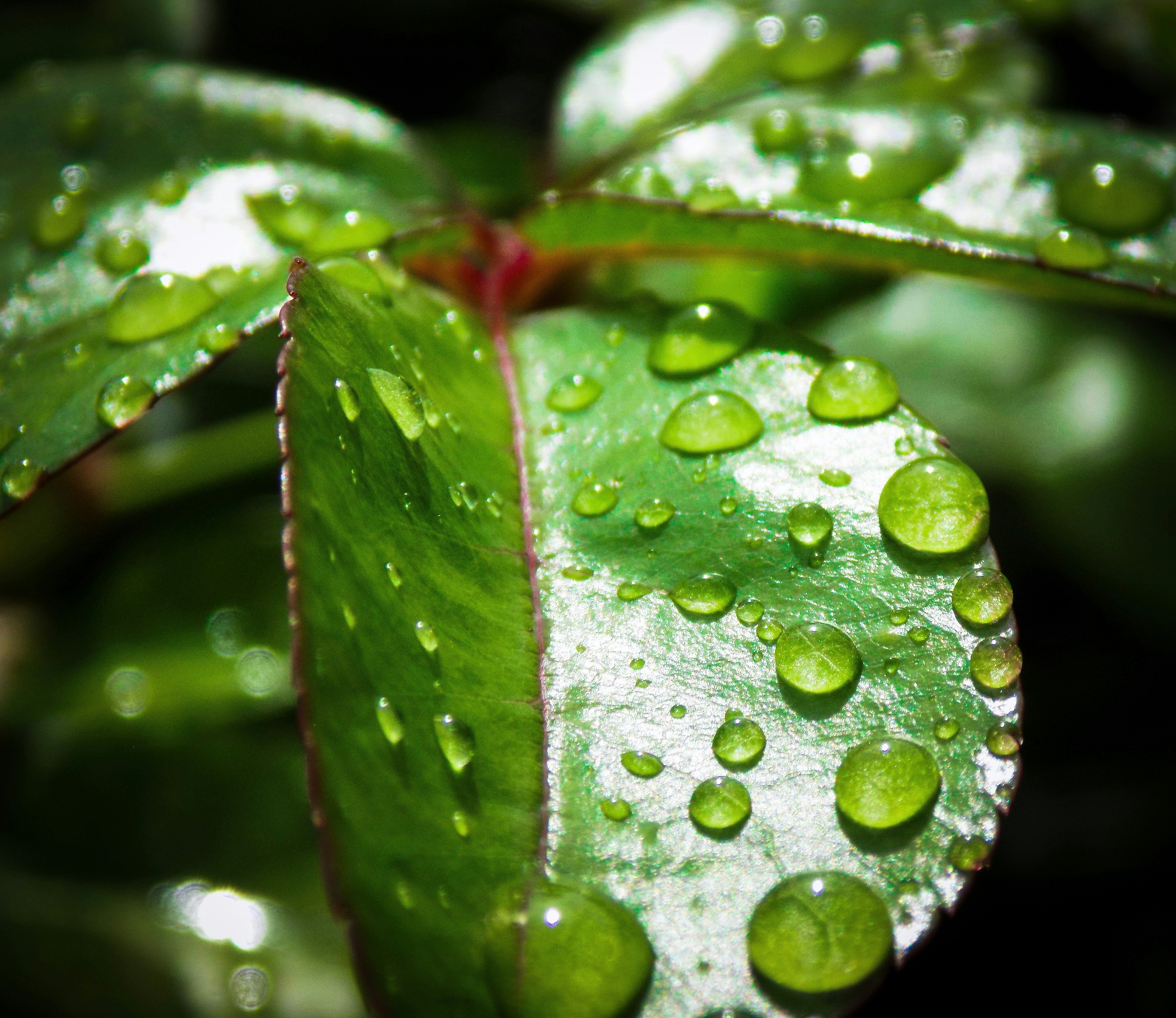 Water droplets on green leaf photo Free South africa Image on Unsplash