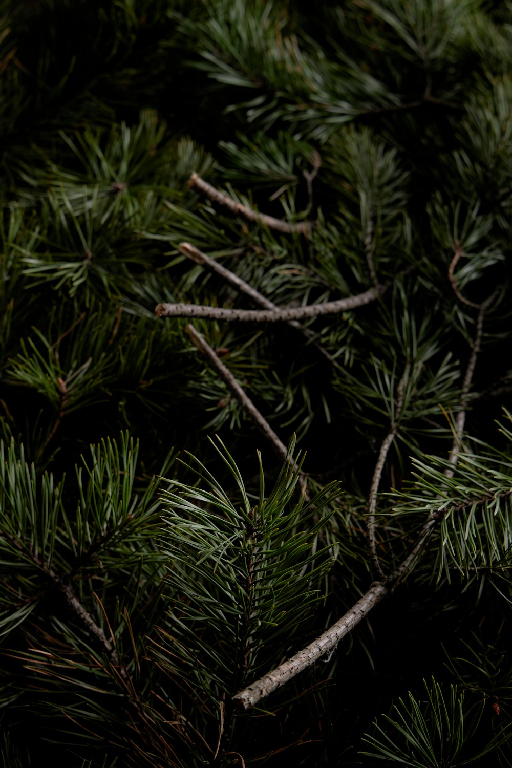 green pine tree leaves in close up photography