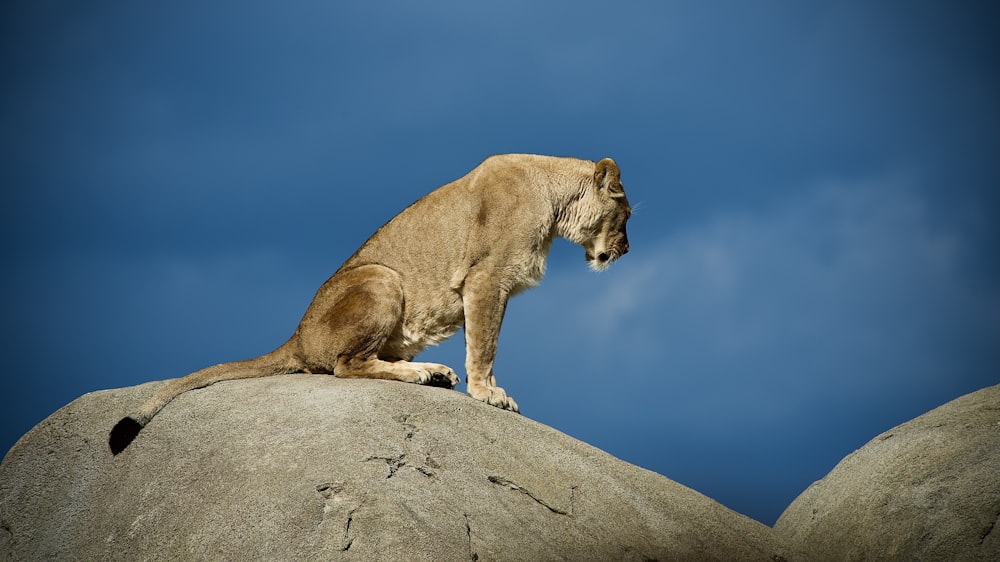 a lion sitting on top of a large rock
