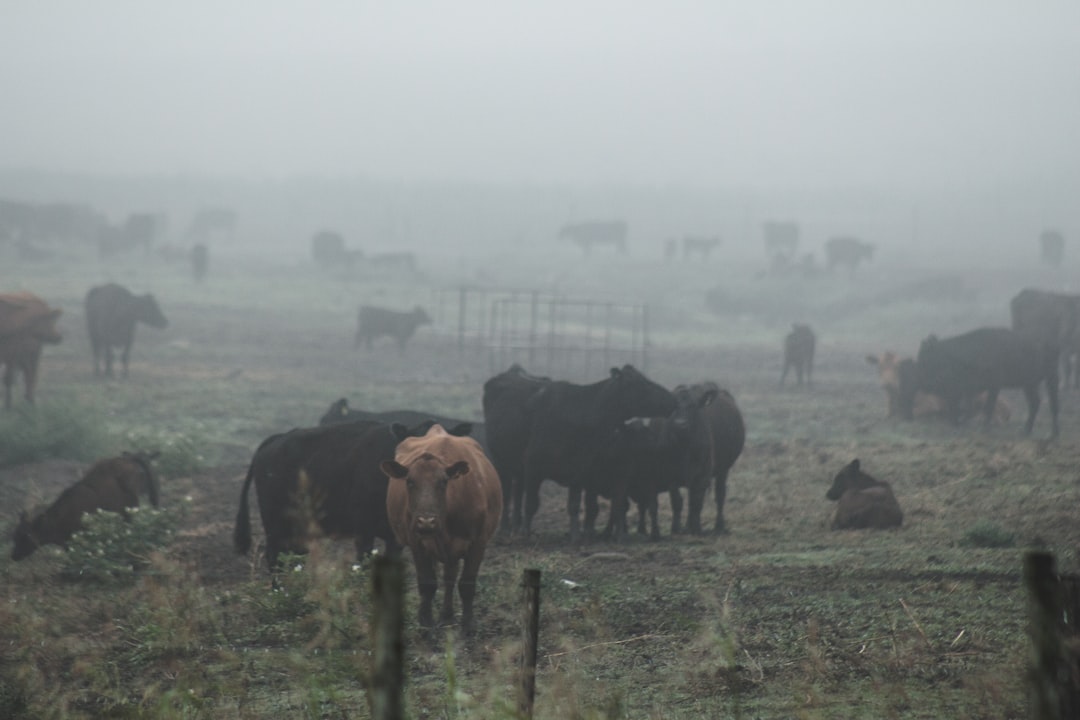 herd of cow on green grass field during daytime