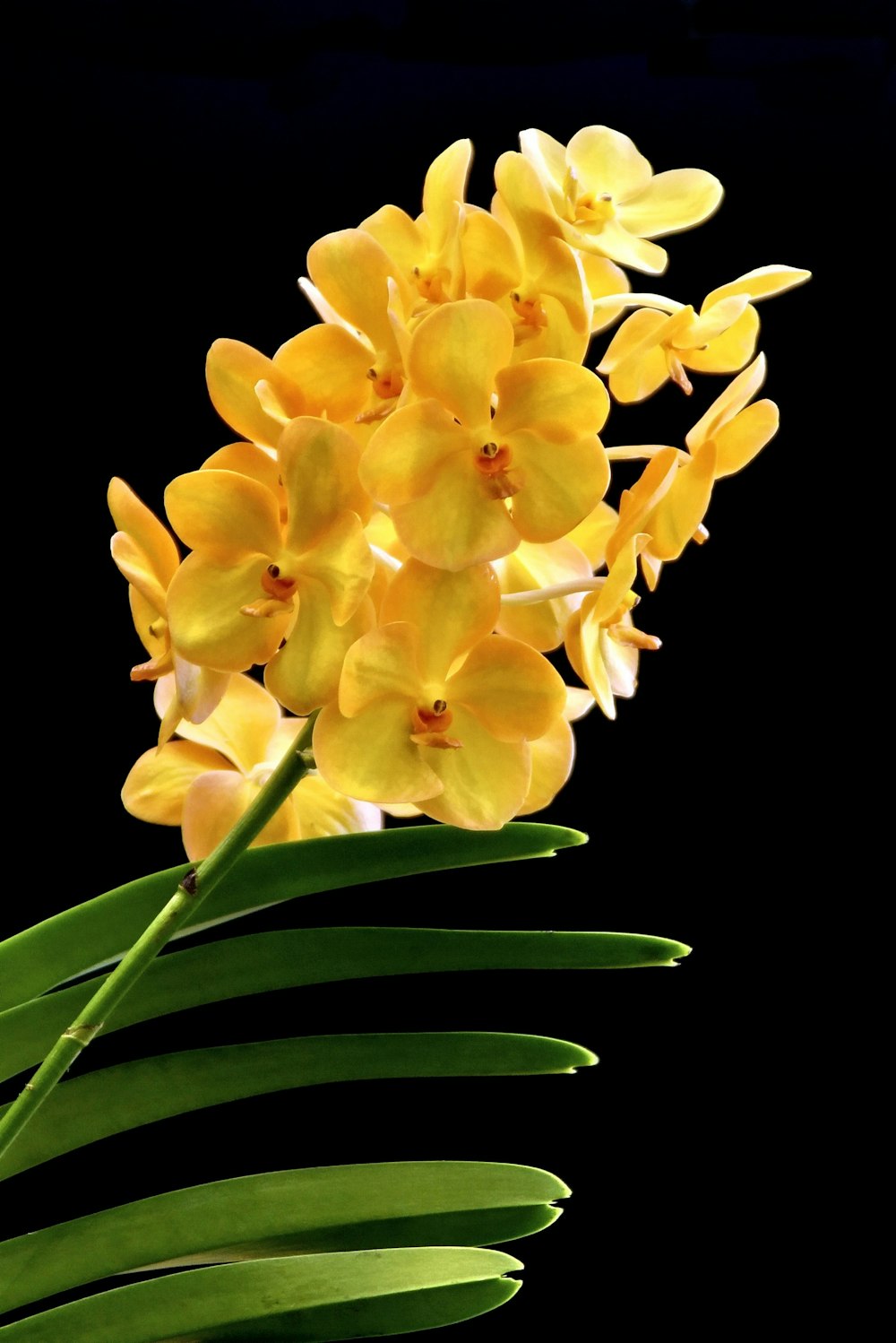 yellow flowers with green leaves