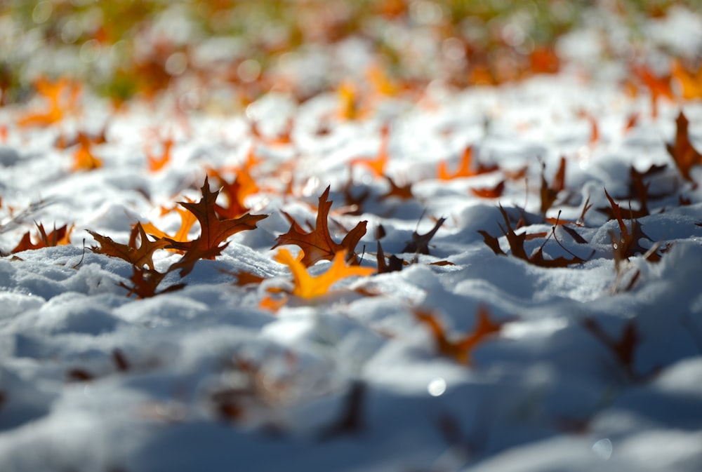 地面に白とオレンジの葉