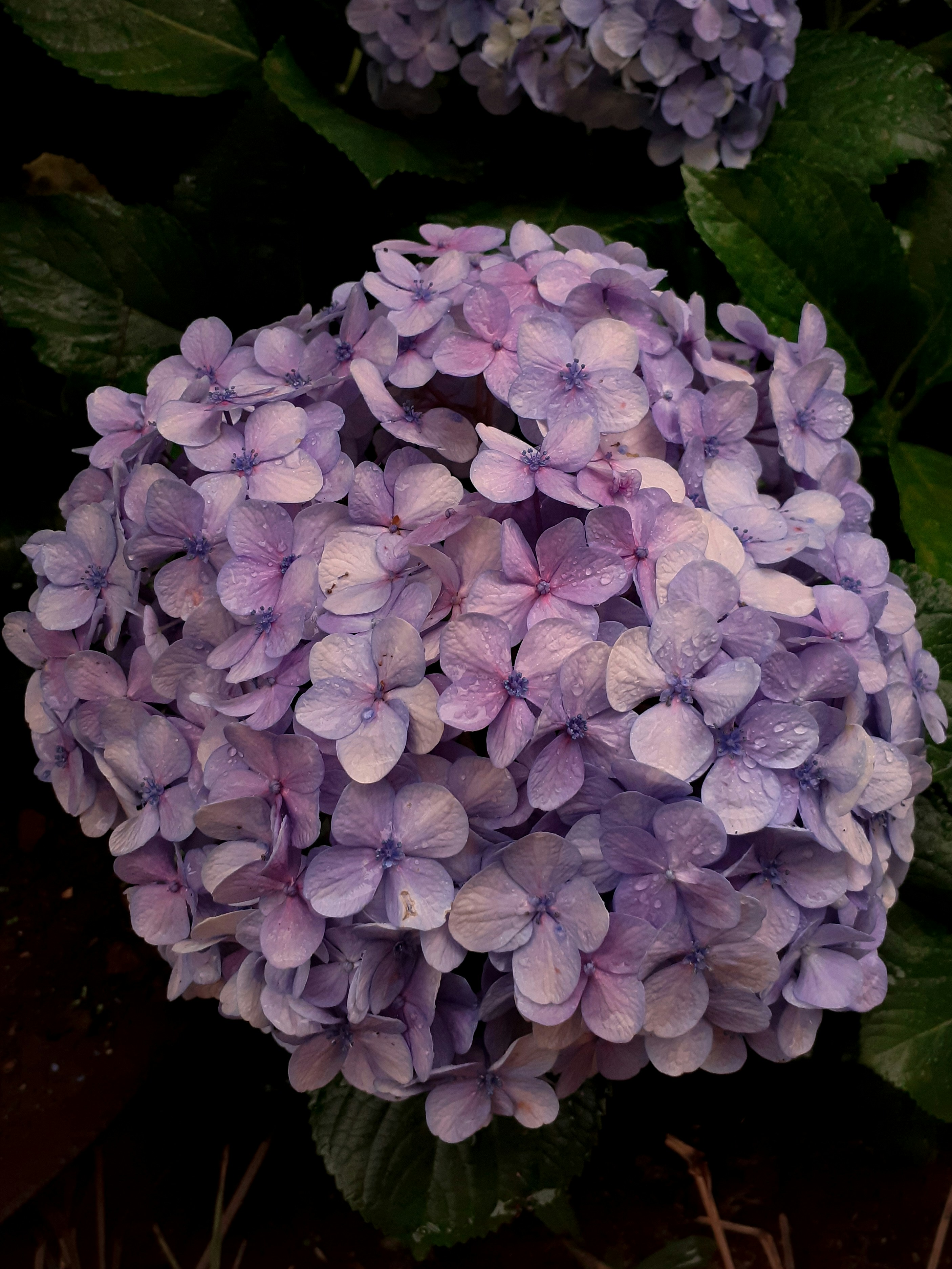 Photo by leonardomartinslm