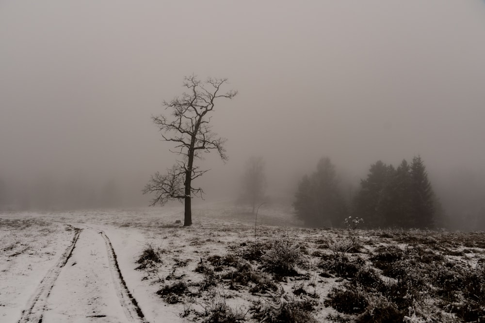 bare tree on snow covered ground during foggy weather