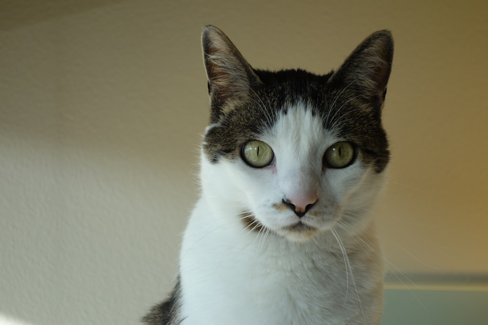 white and black cat on brown wooden table